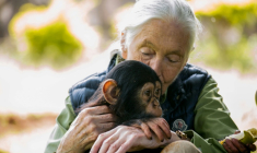 Jane Goodall avec un chimpanzé le 9 juin 2018 à Entebbe, en Ouganda ( AFP / SUMY SADURNI )