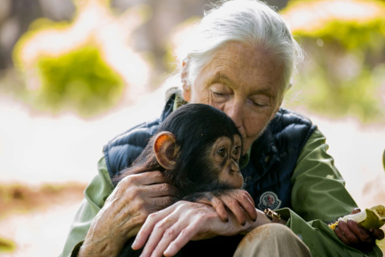 Jane Goodall avec un chimpanzé le 9 juin 2018 à Entebbe, en Ouganda ( AFP / SUMY SADURNI )