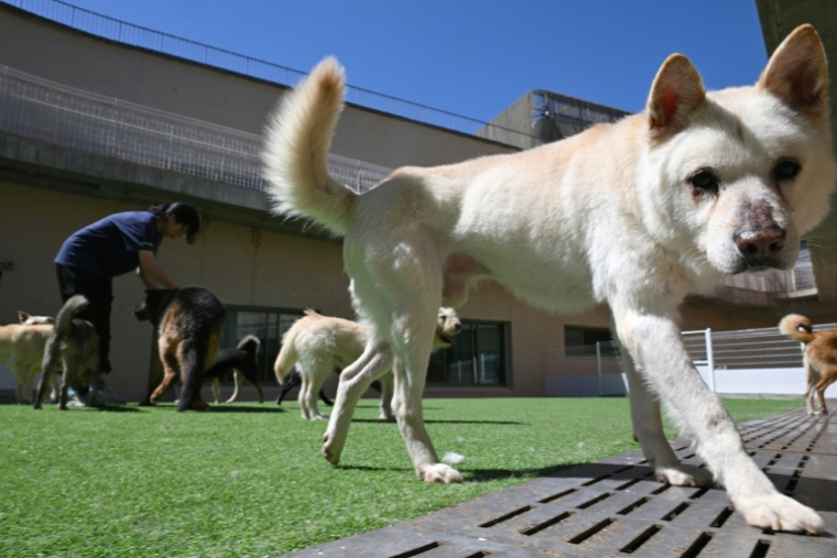 Des chiens sauvés d'abattoirs canins, dans un refuge géré par l'association KARA à Paju, en Corée du Sud, le 23 juin 2026 ( AFP / Jung Yeon-je )