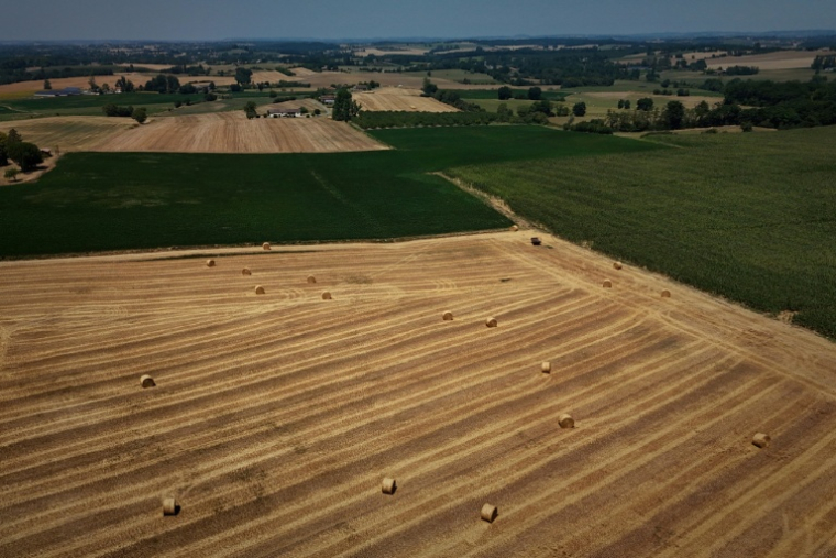 Des champs après une récolte précoce de céréales précipitée par une vague de chaleur et la sécheresse, près de Monbahus, dans le sud-ouest de la France, le 8 juillet 2026 ( AFP / Philippe LOPEZ )