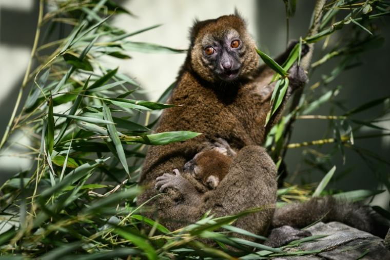 Un jeune grand hapalémurien né en captivité au Parc zoologique de Besançon le 6 mai 2026, s'accroche à sa mère à Besançon, le 10 juin 2026 ( AFP / ARNAUD FINISTRE )