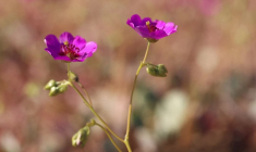 Au Chili, le désert d'Atacama se couvre de fleurs au printemps