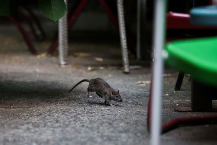 Rat dans les rues de New York, le 1er août 2025 ( AFP / CHARLY TRIBALLEAU )