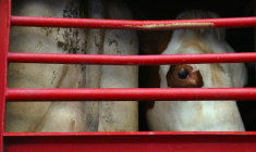 Les négociations sur une loi pour améliorer les conditions de transport des animaux en Europe  sont bloquées ( AFP / JOEL SAGET )