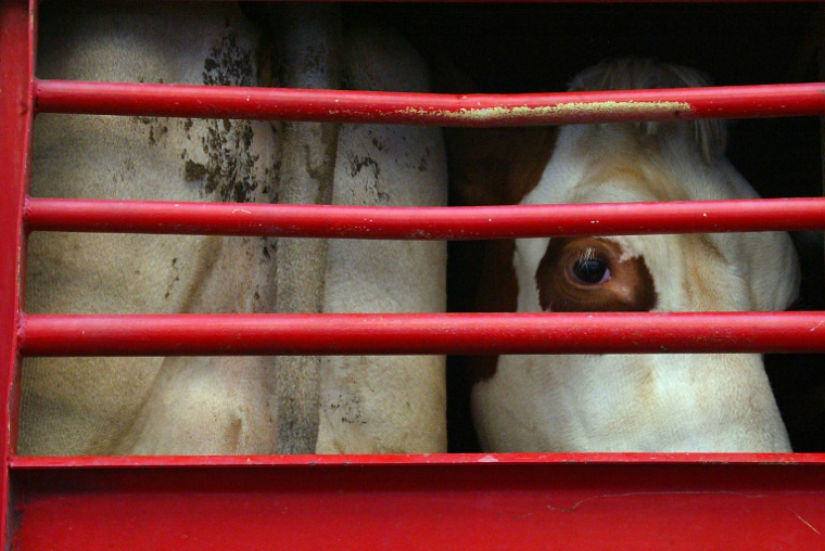 Les négociations sur une loi pour améliorer les conditions de transport des animaux en Europe sont bloquées ( AFP / JOEL SAGET )