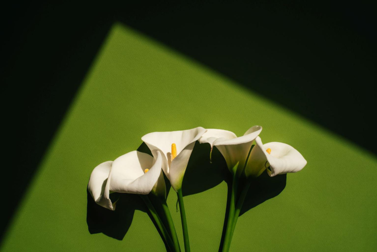 L’assurance obsèques sert au règlement de vos frais d’obsèques, quand l’assurance décès peut permettre à vos proches de percevoir un capital pour l’utiliser à leur guise.