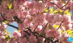 Un petit air de Japon à Sceaux avec les cerisiers en fleurs