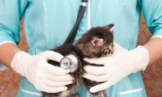 Assurance santé animaux : les pièces à éviter / iStock.com - 2002lubava1981