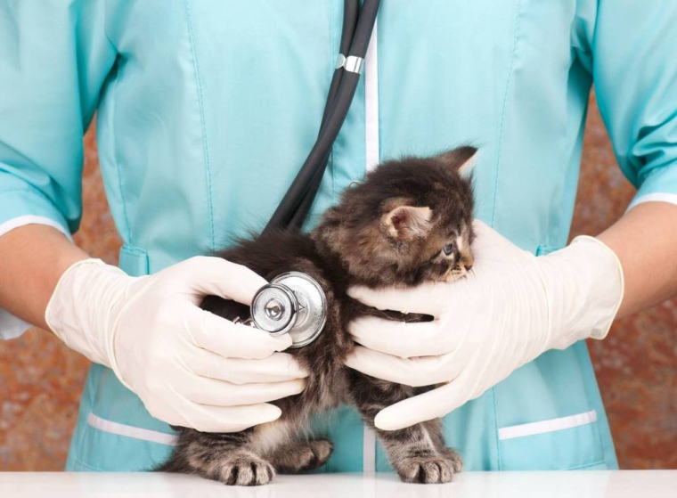Assurance santé animaux : les pièces à éviter / iStock.com - 2002lubava1981