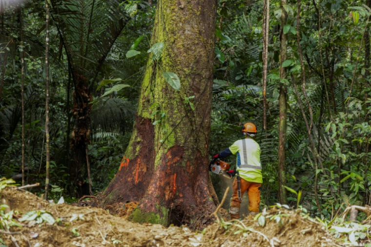Un employé d'une société forestière coupe un arbre en Guyane française le 17 juin 2025 ( AFP / Ronan LIETAR )