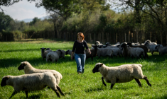 Chloé Pimont, une comédienne parisienne et végétarienne devenue éleveuse de brebis dans le Morvan, s'occupe de ses bêtes le 29 septembre 2025 à Monthelon, en Saône-et-Loire ( AFP / ARNAUD FINISTRE )