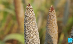 Face au changement climatique, l'Inde relance la culture du millet