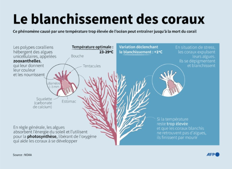 Explication du phénomène de blanchissement des coraux pouvant se produire lorsque la température de l'océan est plus élevée que la normale ( AFP / Jonathan WALTER )