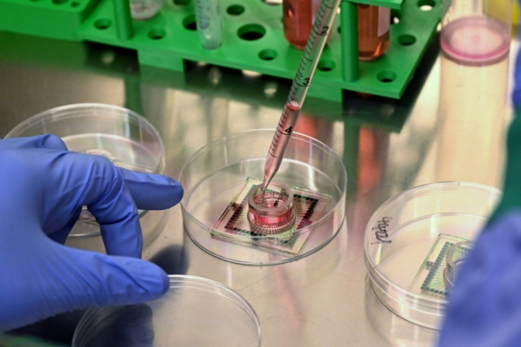 Des nutriments injectés à des neurones cultivés en laboratoire dans les locaux de l'entreprise australienne Cortical Labs à Melbourne, le 5 mai 2026  ( AFP / William WEST )