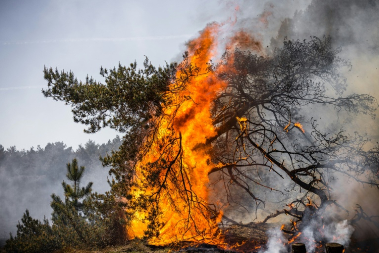 Un feu de forêt près de Budel, au lendemain de son déclenchement sur un terrain d'entraînement militaire,le 1er mai 2026 aux Pays-Bas ( ANP / ROB ENGELAAR )