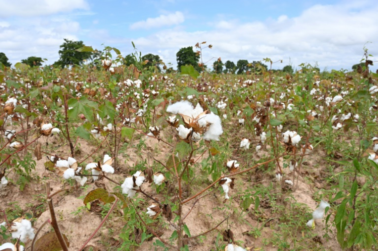 Un champ de coton près de Boromo au Burkina Faso, le 19 octobre 2021 ( AFP / Issouf SANOGO )