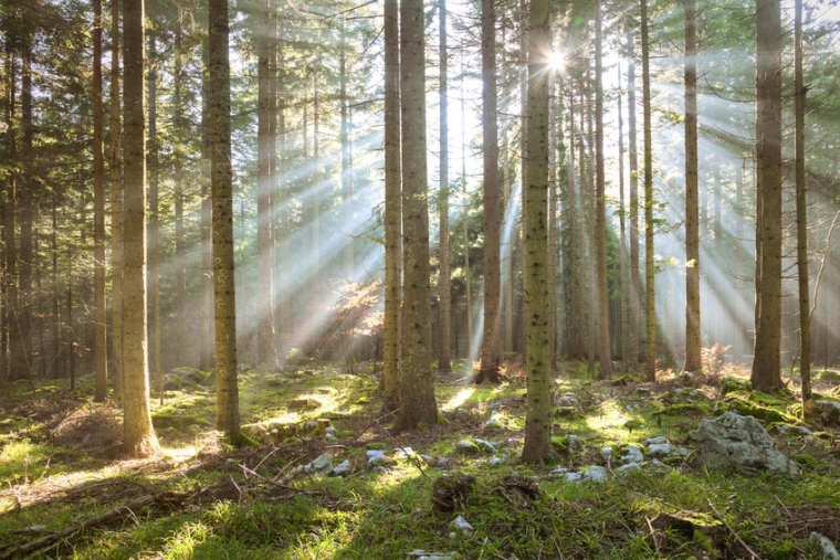 Depuis plus de 20 ans, le marché forestier est relativement stable et semble rester insensible aux crises économiques et financières et à la faiblesse des taux d'intérêt (Crédit photo: Fotolia)