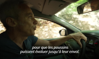 Des bébés gypaètes réintroduits dans le Vercors