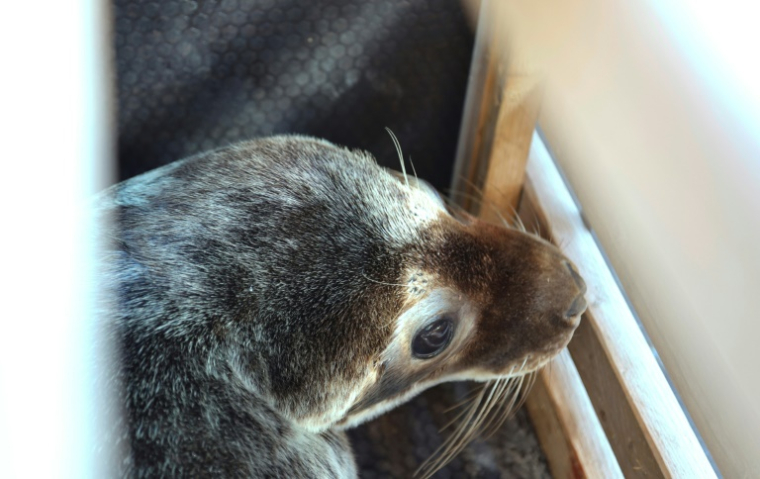 Un bébé phoque gris dans une caisse de transport avant d'être relâché en mer Baltique, à 20 km de Klaipeda, le 2 juillet 2025 en Lituanie ( AFP / Petras Malukas )
