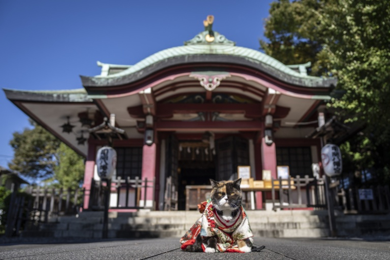 Un chat vêtu d’un kimono est assis au sanctuaire Ichigaya Kamegaoka Hachimangu à Tokyo, le 31 octobre 2026 ( AFP / Yuichi YAMAZAKI )