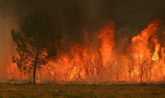 Incendie de forêt à Marcheprime, à l'ouest de Bordeaux le 26 juillet 2026  ( AFP / Alain JOCARD )