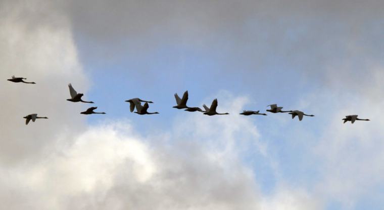 Le concept du cygne noir correspond au déclenchement d'un événement très peu probable et aux conséquences importantes. (© flickr@Peter-von-Bagh)