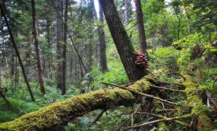 Lesforêts boréales de Russie sont en danger