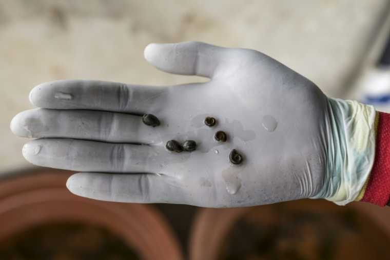 L'étudiant Aliou Amadou Dia tient dans sa main des escargots d'eau douce, dans une installation aquacole de l'université Gaston-Berger de Saint-Louis, au Sénégal, le 21 août 2026.  ( AFP / PATRICK MEINHARDT )
