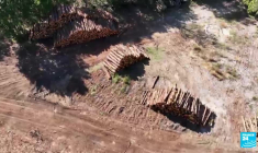 Un an après les incendies de Gironde, l’attaque des scolytes menace la forêt