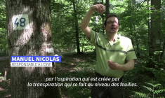 Canicule: quand les arbres arrêtent de transpirer