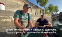 La Seine, plus propre, voit le retour de ses poissons historiques