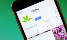Fruit du consortium de quatre instituts de recherche français et de la Fondation One Science Montpellier, PlantNet enregistre en moyenne par jour de 100.000 à 700.000 utilisateurs actifs dans le monde et est accessible dans plus de 50 langues. (crédit: Adobe Stock)