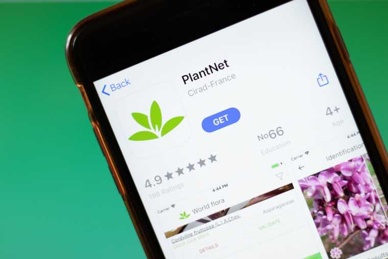 Fruit du consortium de quatre instituts de recherche fran&ccedil;ais et de la Fondation One Science Montpellier, PlantNet enregistre en moyenne par jour de 100.000 &agrave; 700.000 utilisateurs actifs dans le monde et est accessible dans plus de 50 langues. (cr&eacute;dit: Adobe Stock)