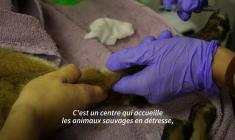 Sécheresse, mégafeu: un centre de soins au chevet de la faune sauvage en Gironde