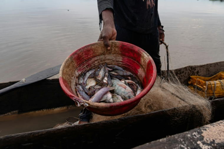 AUn pêcheur montre un seau rempli de poissons fraîchement pêchés dans le fleuve Congo à Kinshasa, le 27 avril 2026 en RDC ( AFP / Hardy BOPE )