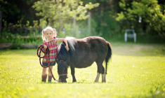 Les postes de dépenses et certaines questions sont à étudier avant d’acheter un poney. ( crédit photo : Getty Images )