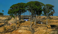 Une zone de déboisement pour la plantation de palmiers à huile à Lamno, dans la province d'Aceh, le 18 janvier 2026 en Indonésie ( AFP / CHAIDEER MAHYUDDIN )
