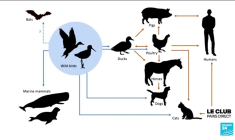 Grippe aviaire aux États-Unis : vers la menace d’une transmission entre humains ?