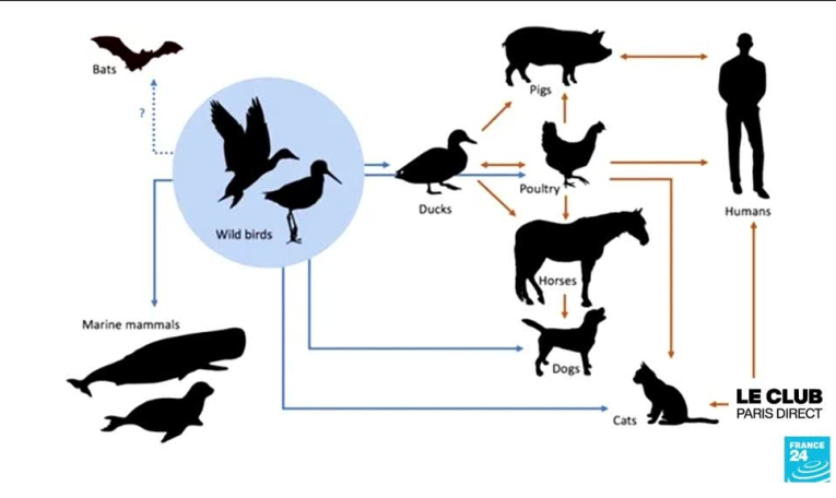 Grippe aviaire aux États-Unis : vers la menace d’une transmission entre humains ?