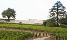 Les meilleurs crus peuvent valoir 2 millions d'euros l'hectare. (© M. Cole / Flickr)