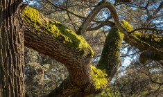 Les arbres en question étaient « classés » par le PLU de la commune (illustration). (Pixabay / Didgeman)