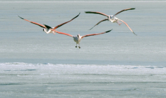 Des flamants roses à Peyriac-de-Mer (Aude), le 10 février 2012 ( AFP / ERIC CABANIS )