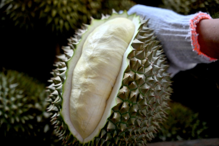Un homme ouvre un durian pour en inspecter la qualité, le 15 août 2026 dans la province vietnamienne de Dak Lak  ( AFP / Nhac NGUYEN )