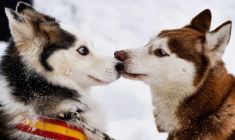 Des chiens sont encore attendus au Groupama Stadium