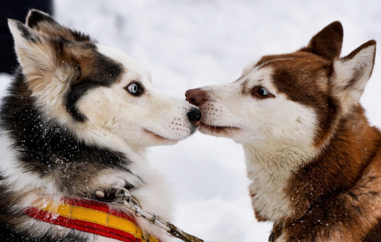 Des chiens sont encore attendus au Groupama Stadium