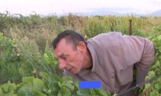 Dans les Corbières, des vendanges solidaires pour viticulteurs sinistrés