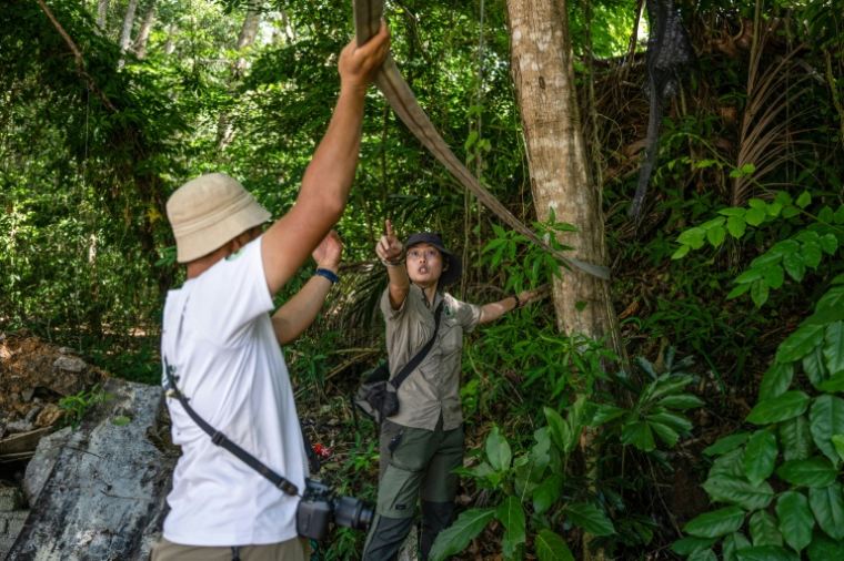Yap Jo Leen (d), fondatrice du Langur Project Penang (LPP), participe à l'installation d'une troisième passerelle destinée aux singes langurs, au-dessus d'une route dans la banlieue de Batu Ferringhi, à George Town, sur l'île de Penang, le 8 avril 2026 en Malaisie ( AFP / Mohd Rasfan )