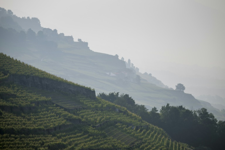 Des vignobles en terrasses recouverts d'une brume de fumée transportée par les incendies de forêt canadiens, près de Chexbres, le 11 juin 2025 en Suisse ( AFP / Fabrice COFFRINI )