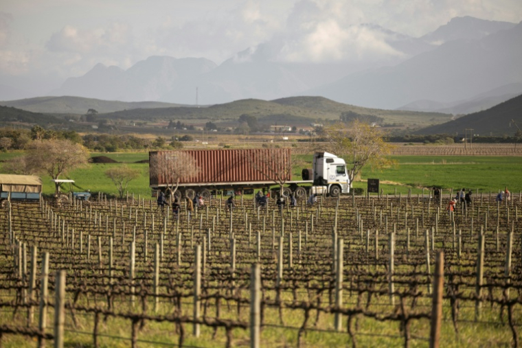 Des ouvriers agricoles taillent des vignes au domaine Graham Beck près à Robertson en Afrique du Sud le 30 juillet 2025. ( AFP / GIANLUIGI GUERCIA )