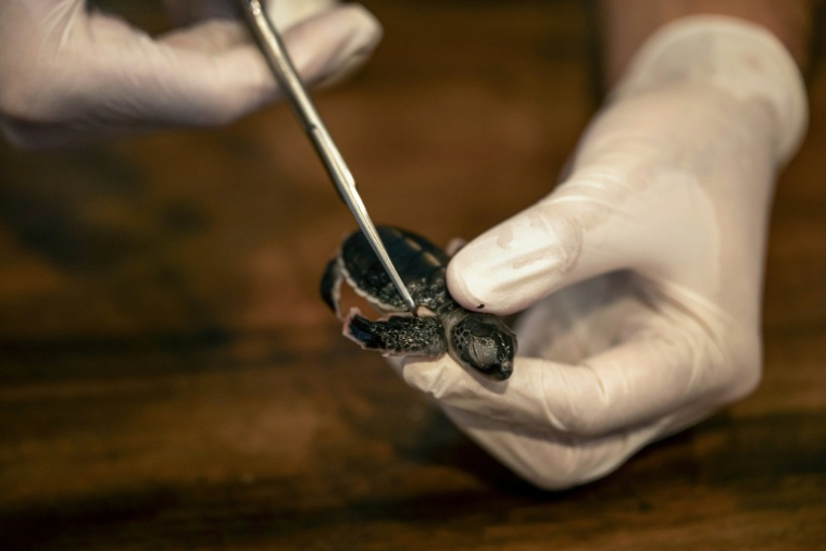 Un prélèvement sur un bébé tortue en vue d'une analyse ADN, sur l'île de Mataking, en Malaisie, le 25 septembre 2026 ( AFP / SAI AUNG MAIN )